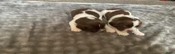 English Springer Spaniel dogs for sale: KC Registered English Springer Spaniel Puppies - Advert 3