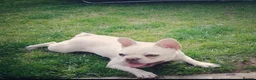 French Bulldog dogs for sale: Platinum French bulldog girl  in Bilston - Advert 2