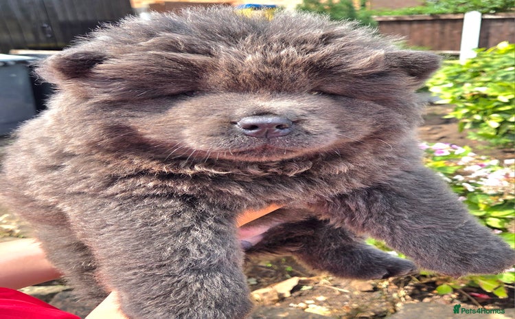 Chow Chow dogs - Advert 6