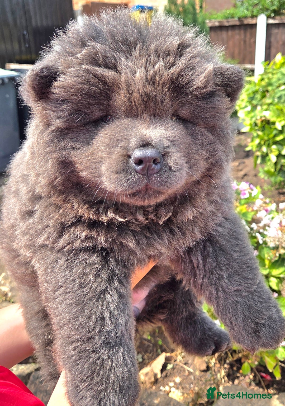 Chow Chow dogs for sale: Chow chow puppies  - Image 5