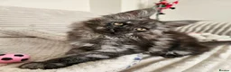 Maine Coon cats for sale: Maine coon - Advert 8