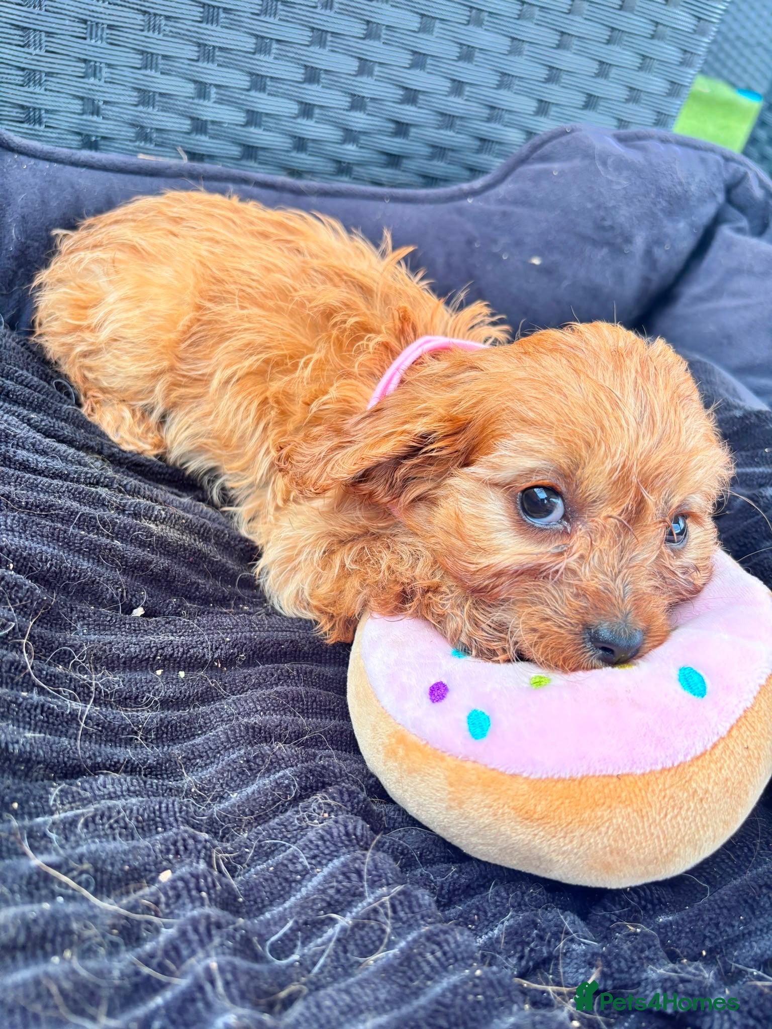 Cavapoo dogs F1 Red Cavapoo puppies - Advert 2
