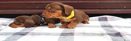 Miniature Dachshund dogs for sale: KC Mini Dachshund Puppies – Ultra Low 0.9% COI - Advert 6