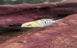 Cichlids fish for sale: Rare hybrid cichlids for sale - Image 3