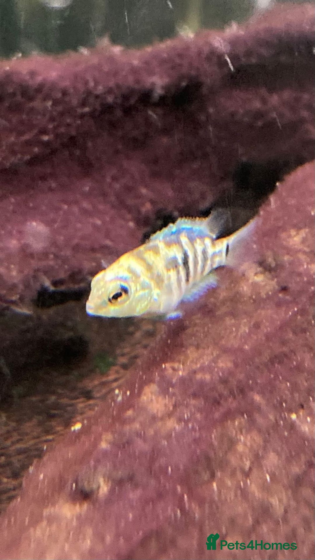 Cichlids fish for sale: Rare hybrid cichlids for sale - Image 3