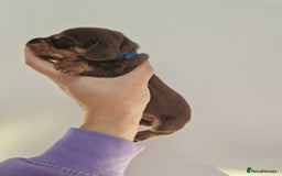 Dachshund dogs for sale: Littre of 7 Dachshund puppies - Image 7