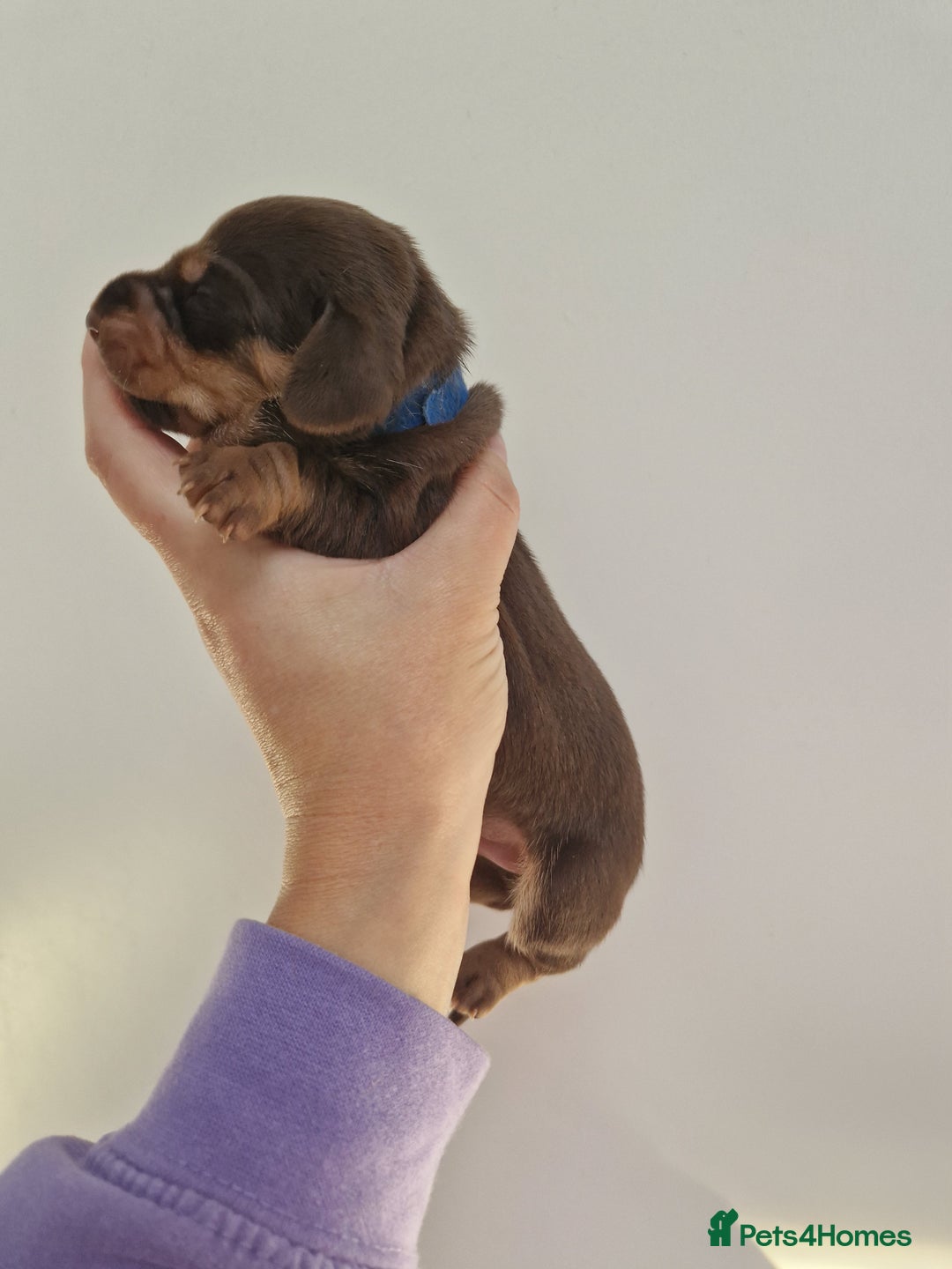 Dachshund dogs for sale: Littre of 7 Dachshund puppies - Image 7