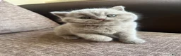 British Shorthair cats for sale: Chunky Lilac British Shorthair Kittens for sale!!! - Advert 4