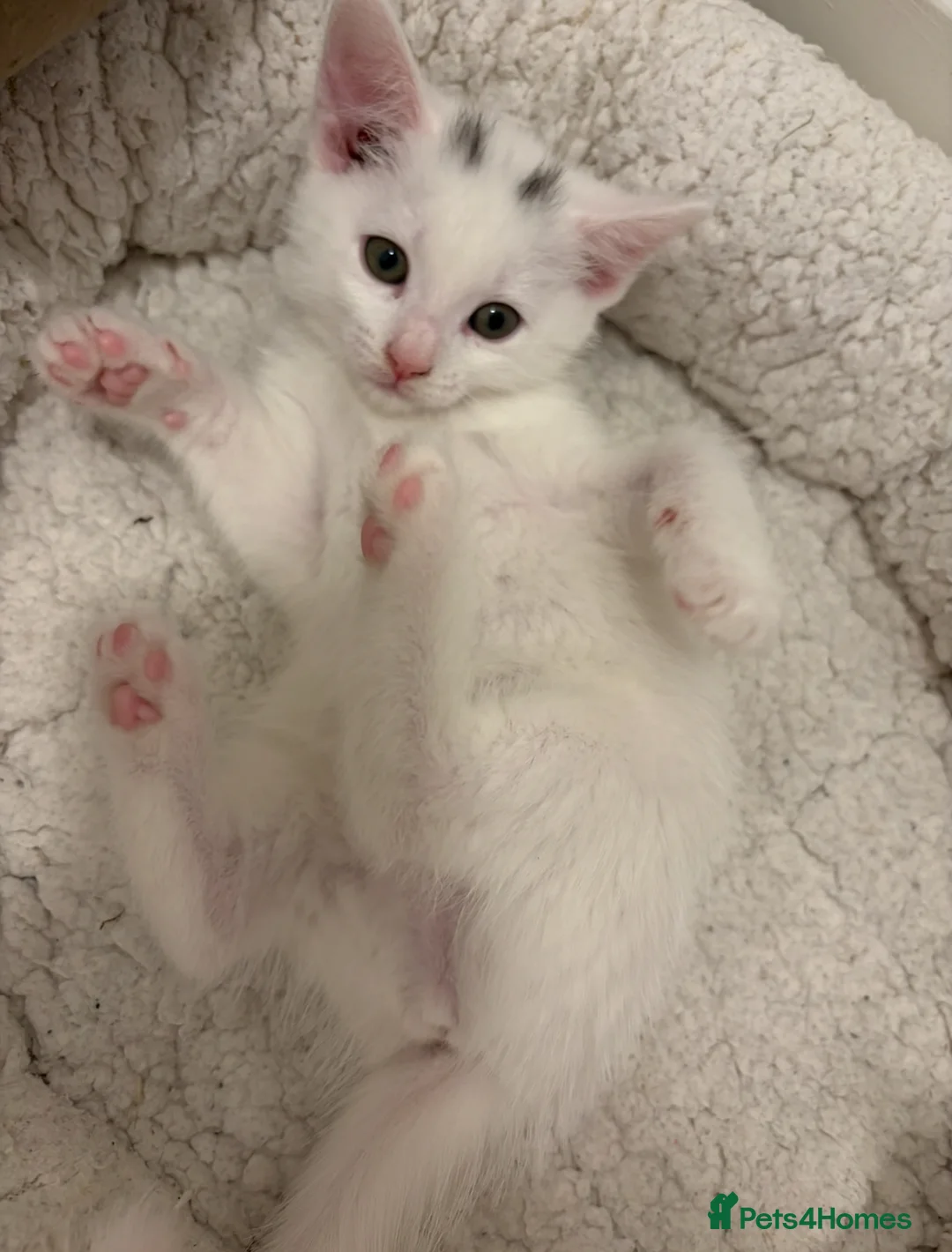 Russian Blue cats for sale: Last Girl Russian White Kitten – Ready to go now - Advert 2