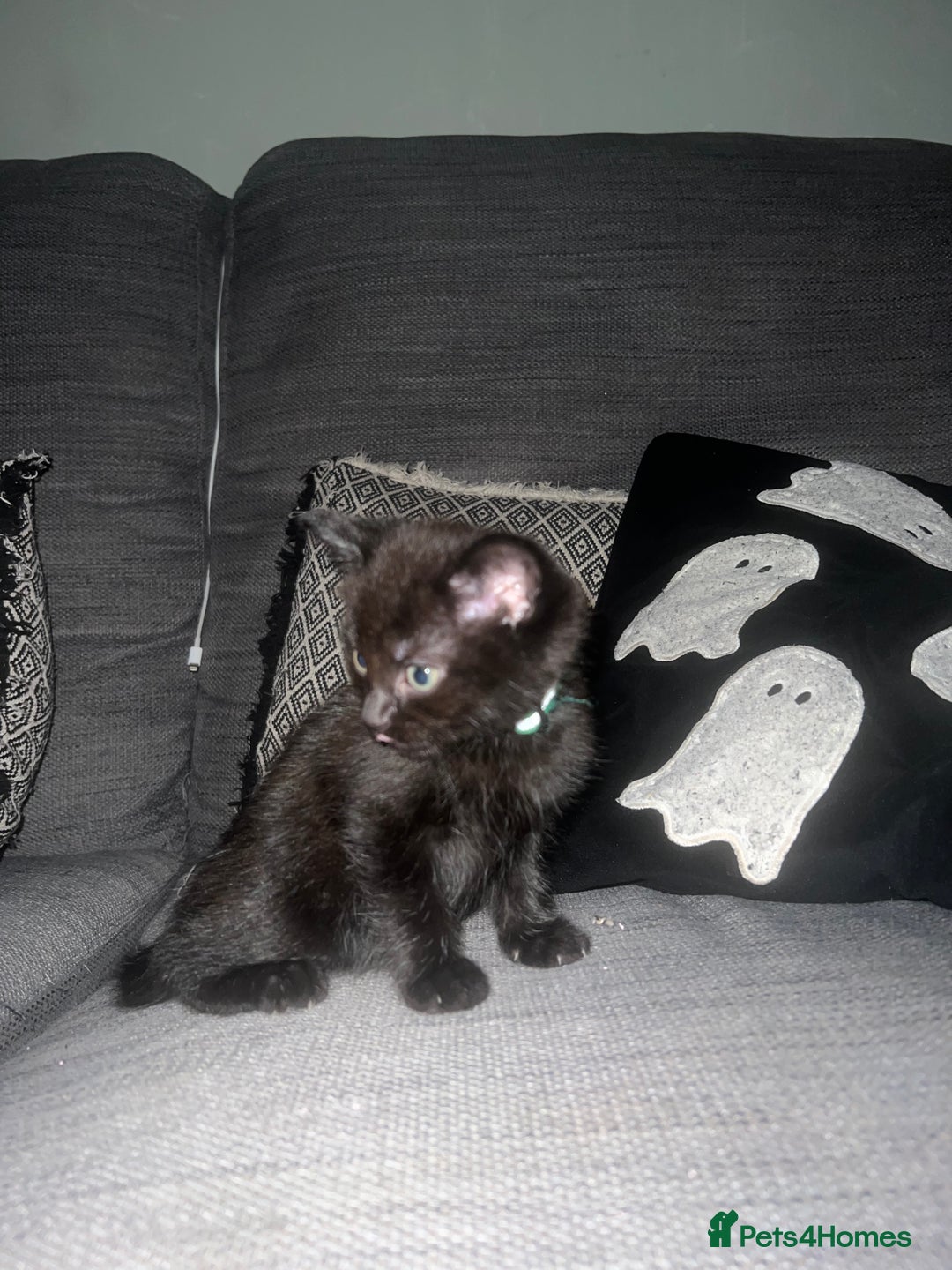 Mixed Breed cats for sale: Kittens Looking for Forever Home  - Advert 6