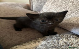 Mixed Breed cats for sale: 3 kittens  - Image 7