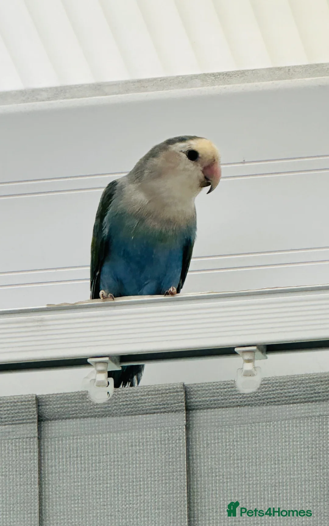 Lovebirds birds for sale: Pair of lovebirds  - Advert 3