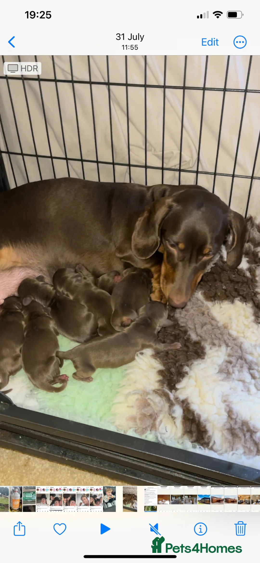 Miniature Dachshund dogs for sale: Minature Daxi Pups  in Leighton Buzzard - Advert 1