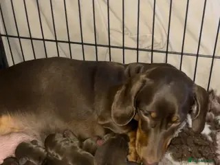 Miniature Dachshund dogs Minature Daxi Pups - Advert 1