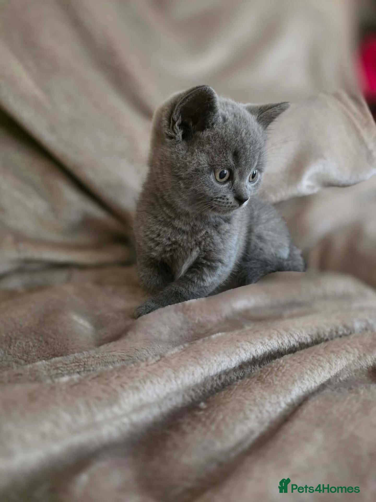 British Shorthair cats Beautiful British Shorthair kittens  - Advert 1