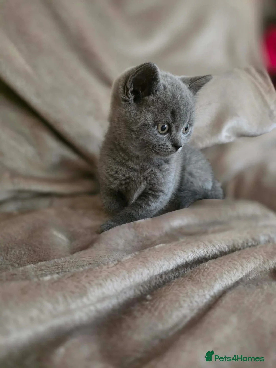 British Shorthair cats for sale: Beautiful British Shorthair kittens  - Advert 1