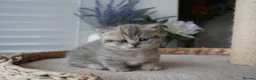Munchkin cats for sale: ⚜️Rare munchkins⚜️ - Advert 19