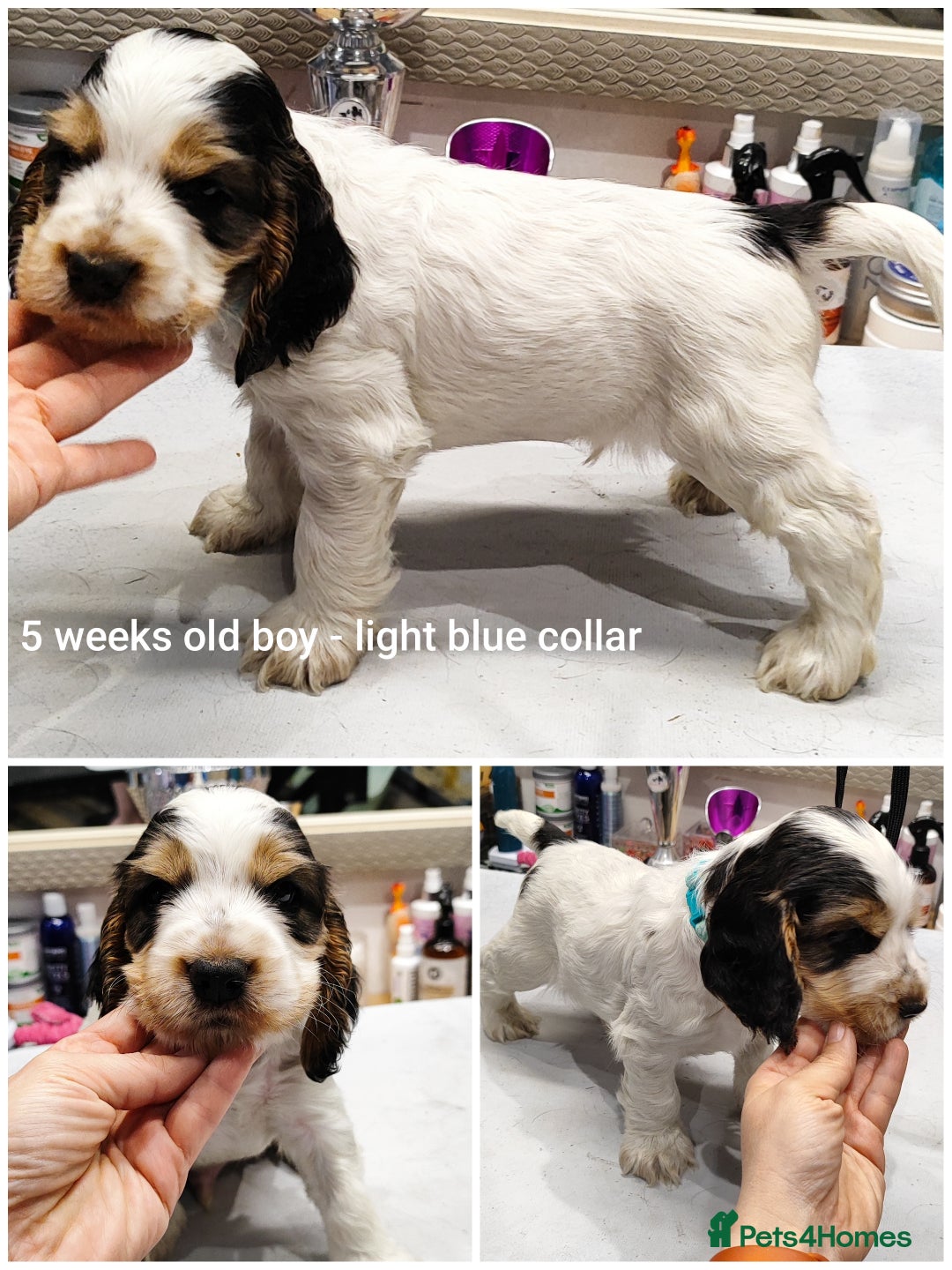 Cocker Spaniel dogs for sale: KC English Show Type Cocker Spaniel Puppies  - Image 17
