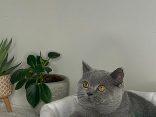 British Shorthair cats Blue British shorthair Female 7 months - Advert 4