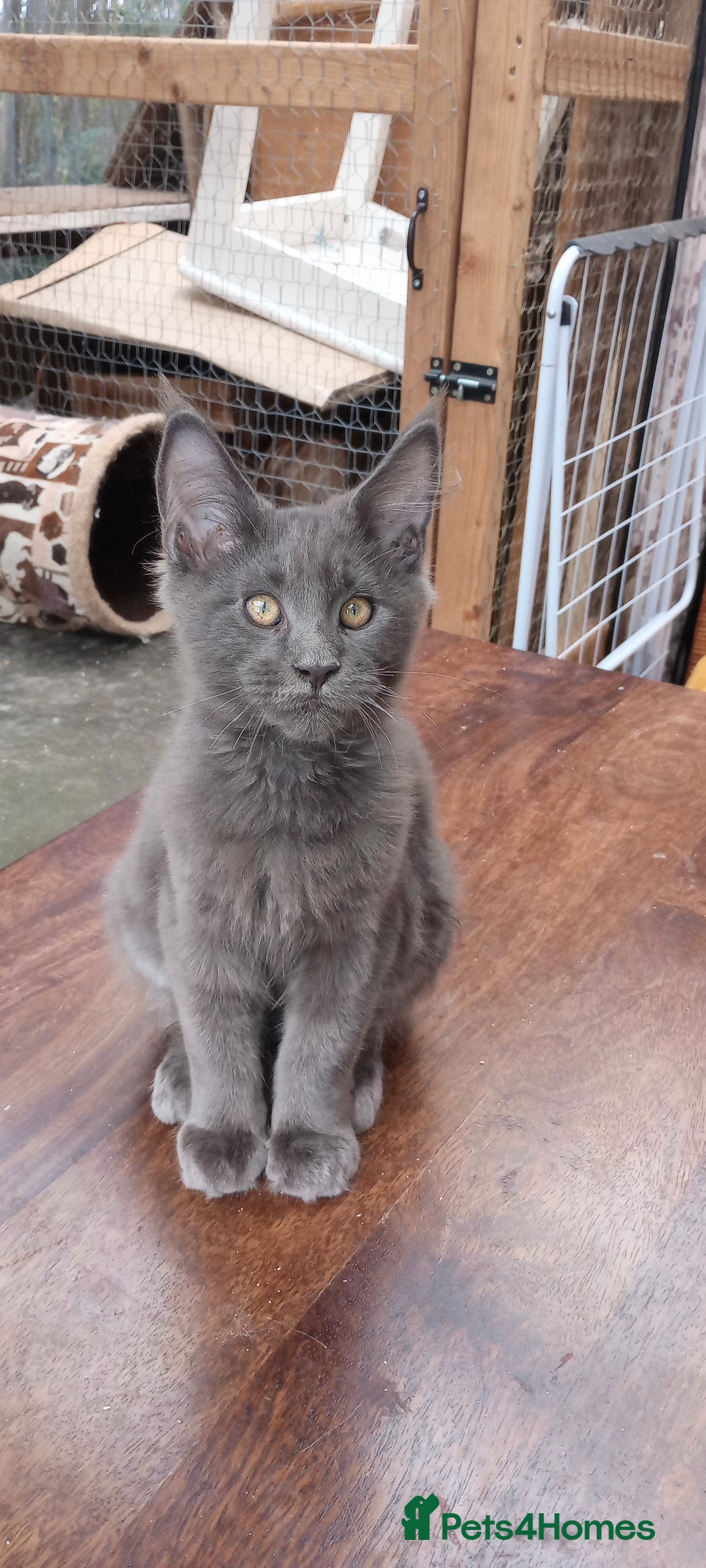 Maine Coon cats for sale: Maine coon purebred pedigre xl in Barnsley - Image 22