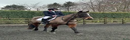 Irish Thoroughbred horses for sale: Ridding club hack, allrounder in Gillingham - Advert 3