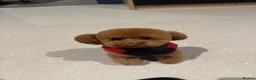 Toy Poodle dogs for sale: Asian Toy Poodle KC reg Mother - Advert 7