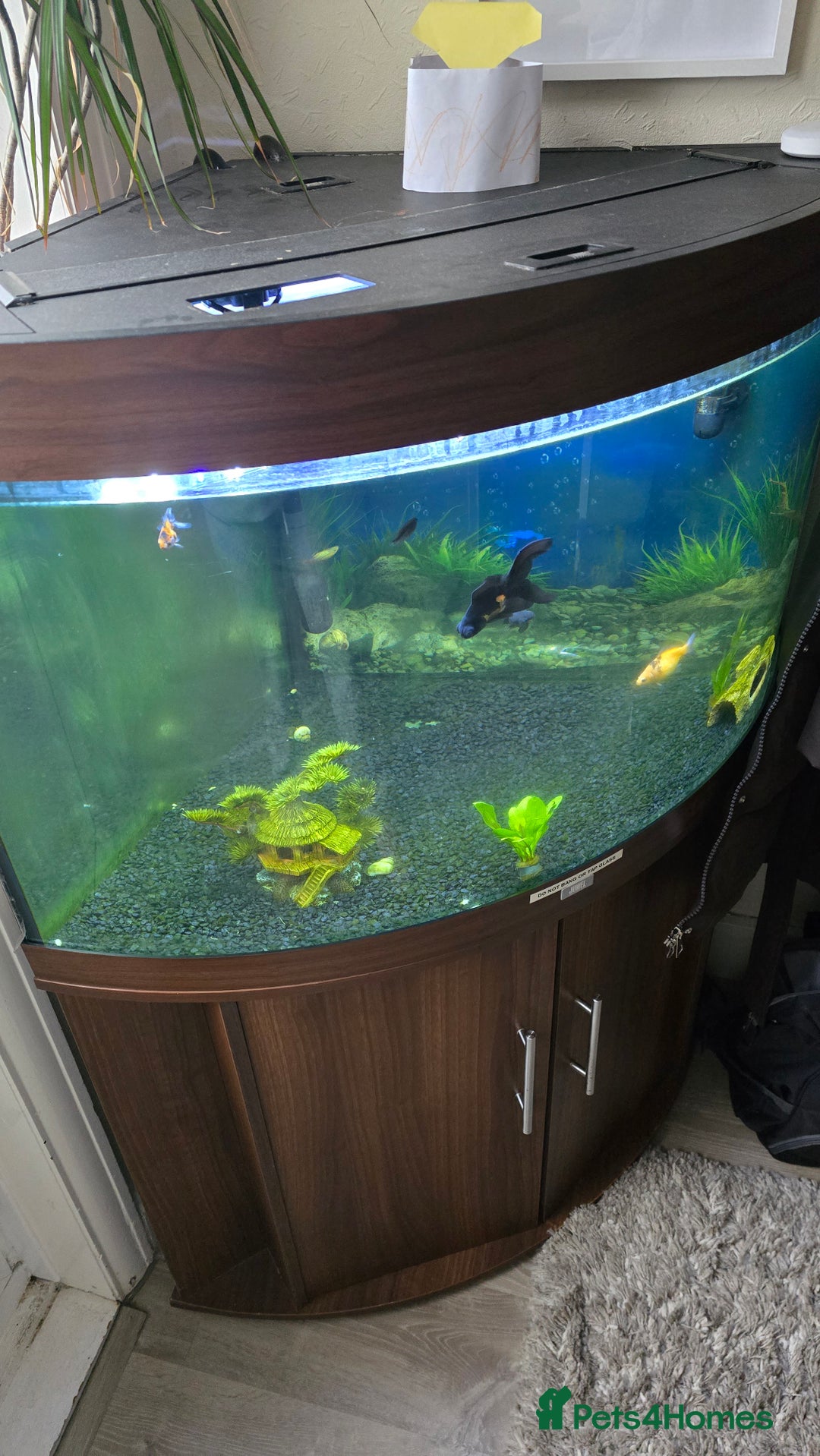 Goldfish fish for sale: FISH TANK INCLUDING ALL FISH AND CONTENTS - Advert 1