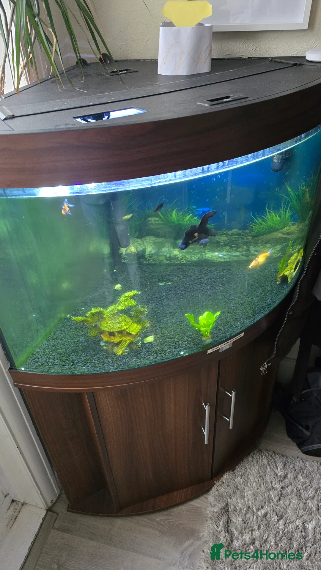 Goldfish fish for sale: FISH TANK INCLUDING ALL FISH AND CONTENTS - Advert 1