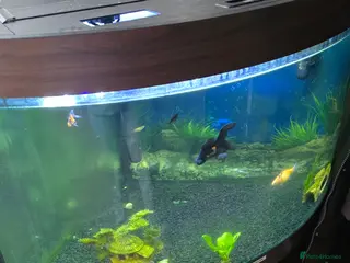 Goldfish fish FISH TANK INCLUDING ALL FISH AND CONTENTS - Advert 5