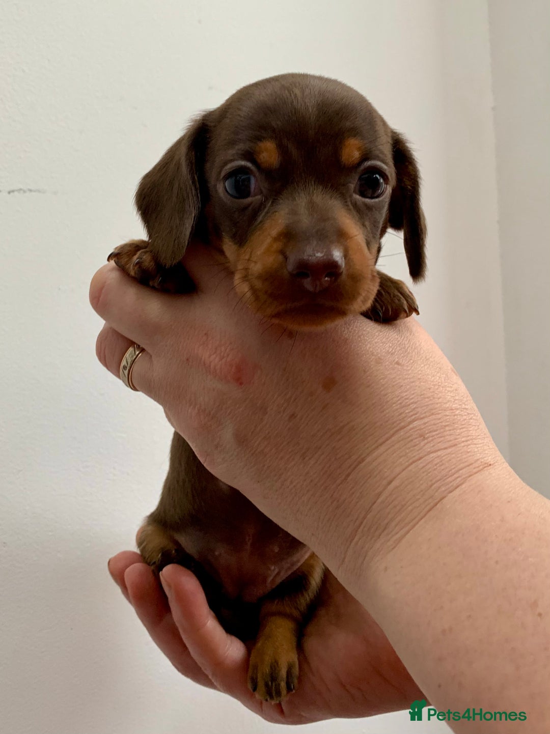 Miniature Dachshund dogs for stud: Miniature dachshund stud in Welling - Advert 10