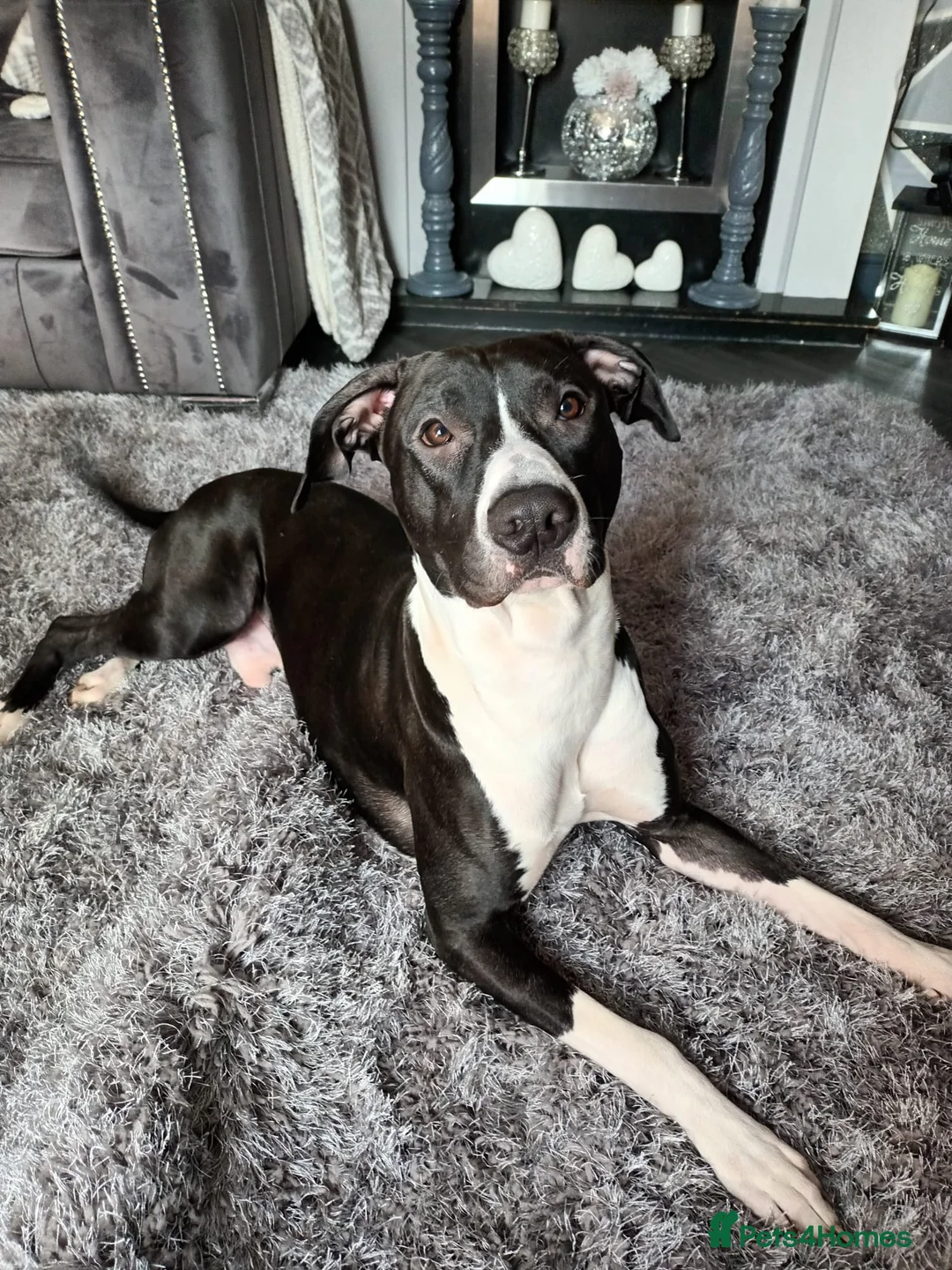 Lurcher dogs for stud: Lurcher for stud - Advert 7