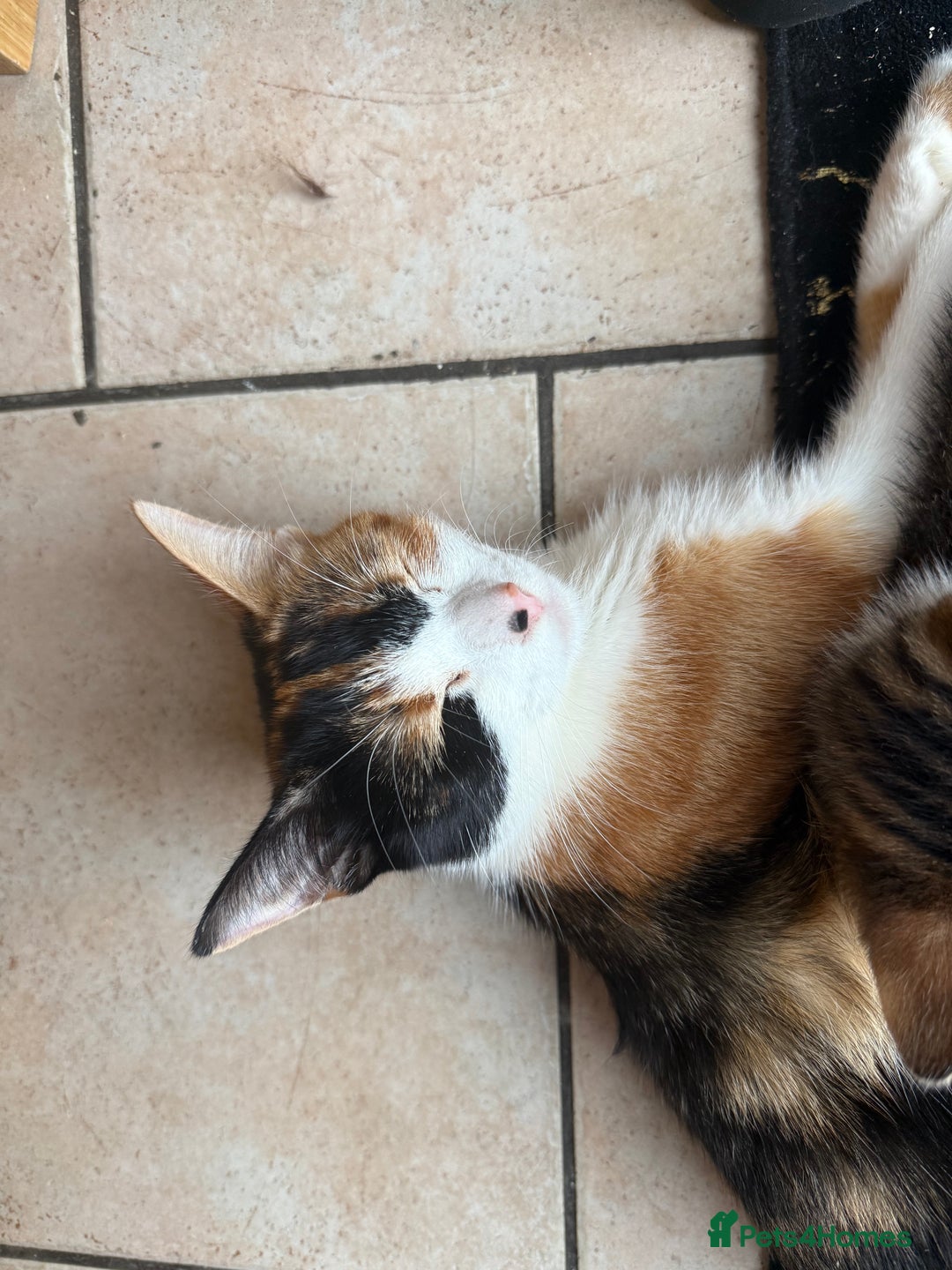 Mixed Breed cats for sale: Kittens mixed breed 2 ❤️ - Advert 1