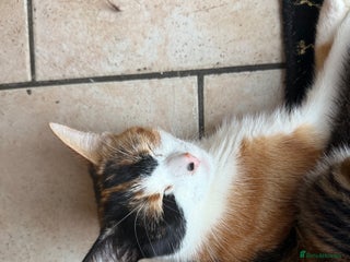 Mixed Breed cats Kittens mixed breed 2 ❤️ - Advert 1