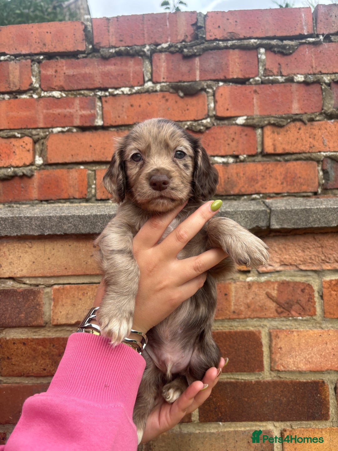 Cocker Spaniel dogs for sale: 3 male cocker spaniel pups  - Image 11