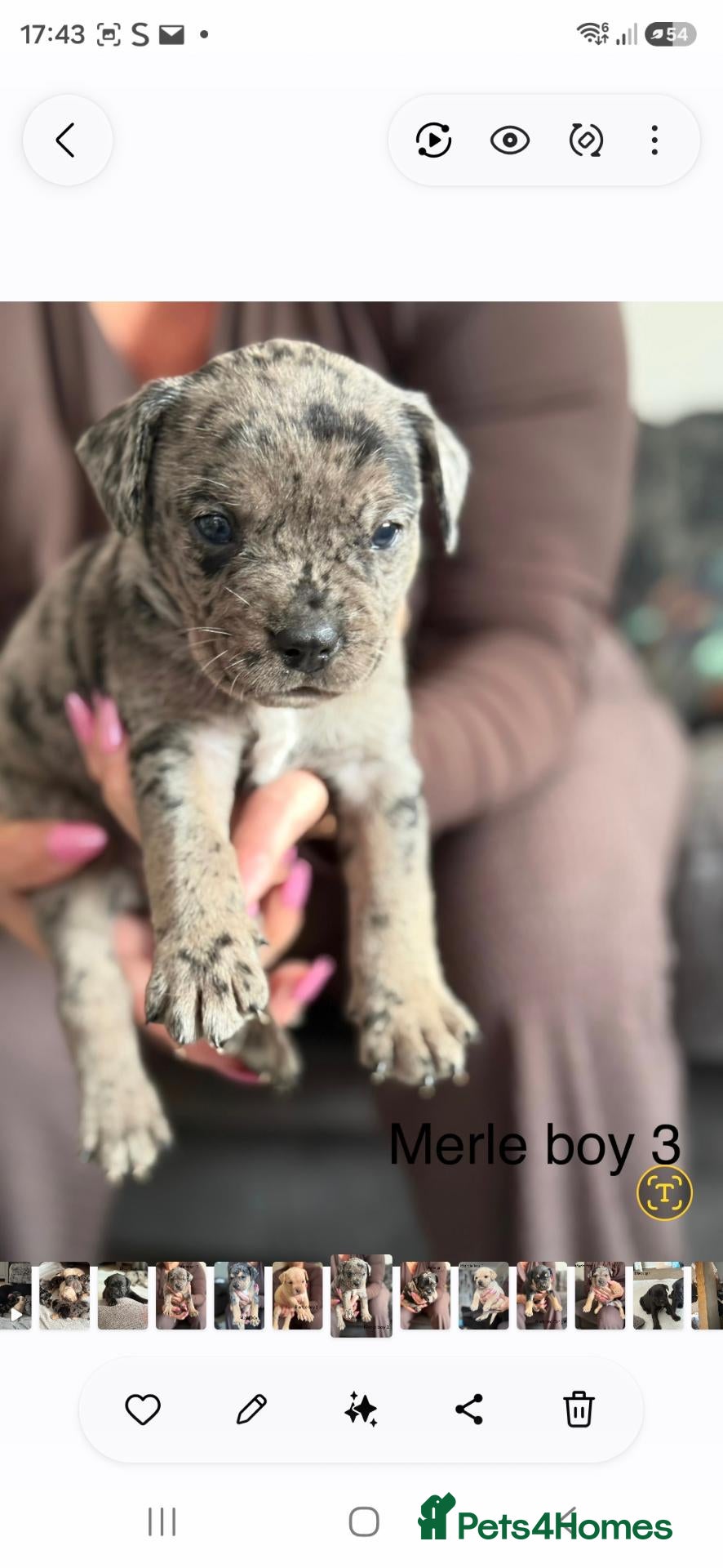Mixed Breed dogs French bulldog x labrador x - Advert 19