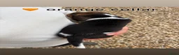 Beagle dogs for sale: ONLY 1 MALE LEFT - Gorgeous tricolour beagle pups - Advert 20