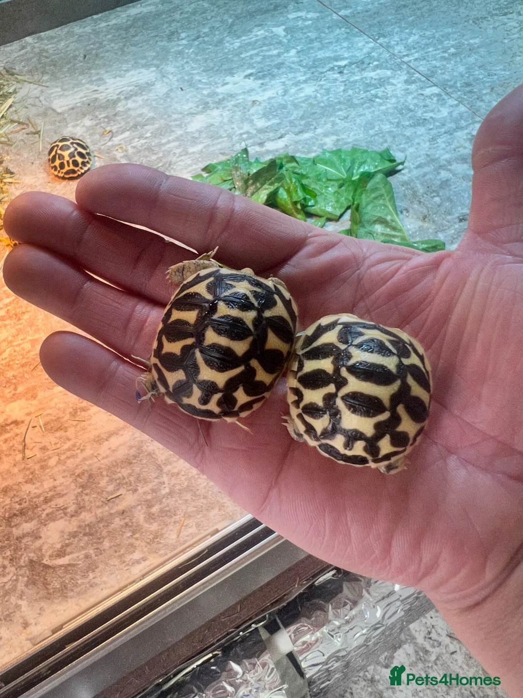 Tortoise reptiles for sale: CB25 indian star tortoise for sale - Advert 1