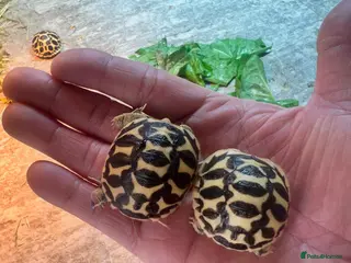Tortoise reptiles CB25 indian star tortoise for sale - Advert 6