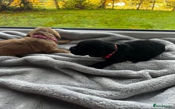 Cocker Spaniel dogs for sale: ✨ Cuddles Await from our Cocker Spaniel Pups  - Image 7