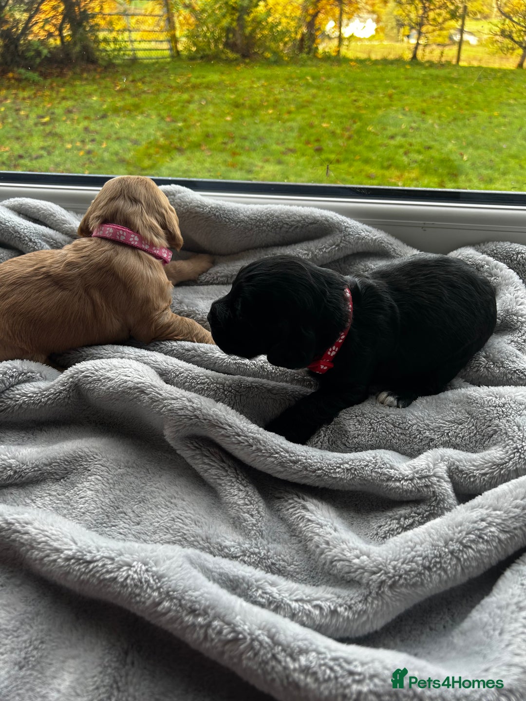 Cocker Spaniel dogs for sale: ✨ Cuddles Await from our Cocker Spaniel Pups  - Image 7
