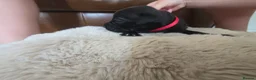 Staffordshire Bull Terrier dogs for sale: Staffordshire Bull terrier puppies 🐶  in Cheltenham - Advert 7