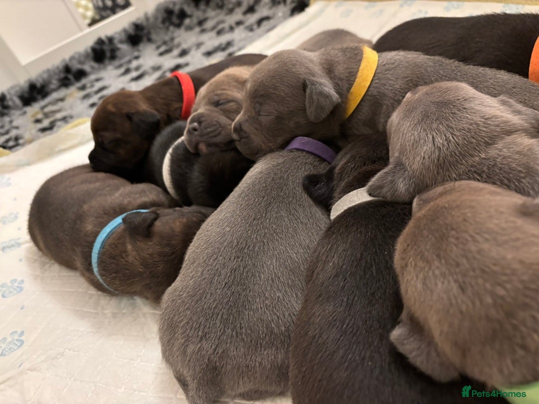 Staffordshire Bull Terrier dogs for sale: Beautiful Staffordshire Bull Terrier Puppies - Image 4