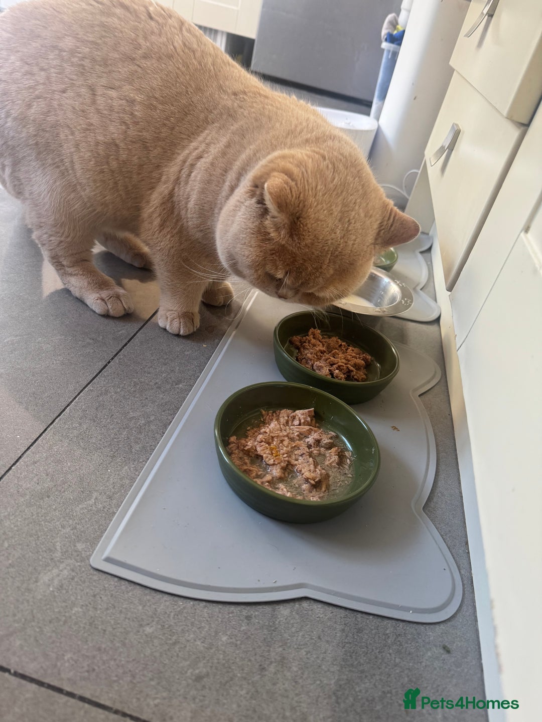 Bengal cats for sale: Bengal and British shorthair mix ginger kitten - Advert 13