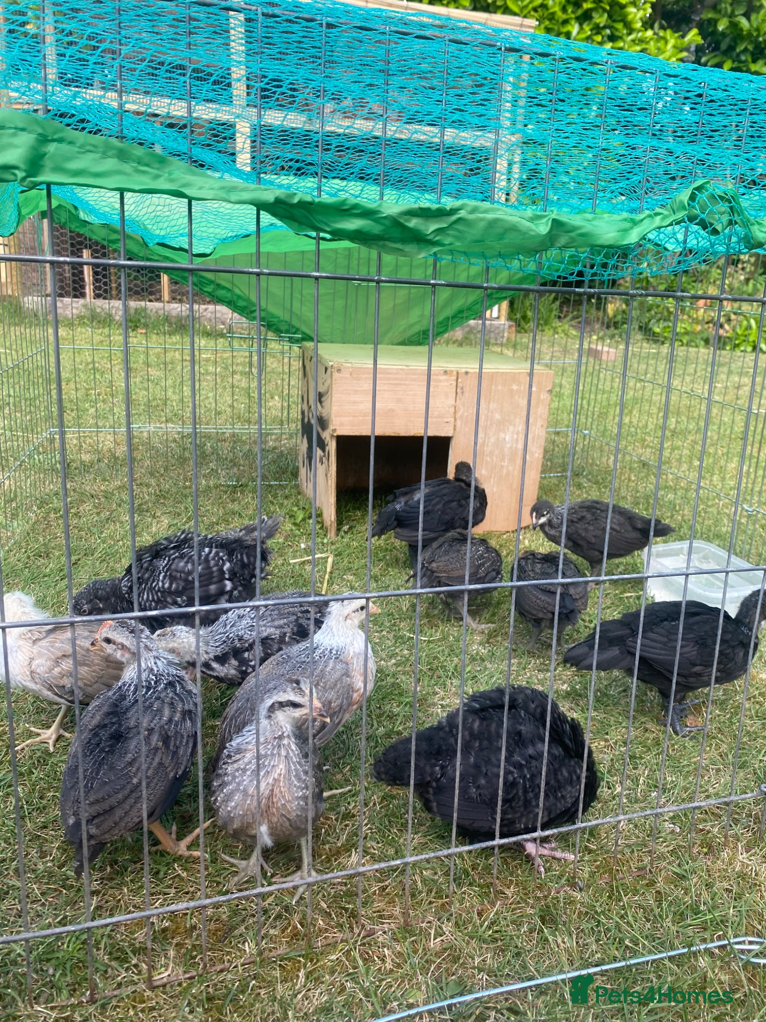 Chickens poultry Mixed chicks different ages - Advert 1