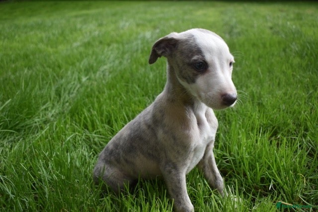 Whippet dogs Beautiful Pedigree Whippet Puppies.  - Advert 17