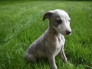 Whippet dogs Beautiful Pedigree Whippet Puppies. - Advert 17