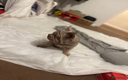 French Bulldog dogs for sale: Velvet big rope  new shade for French bulldog  - Image 4