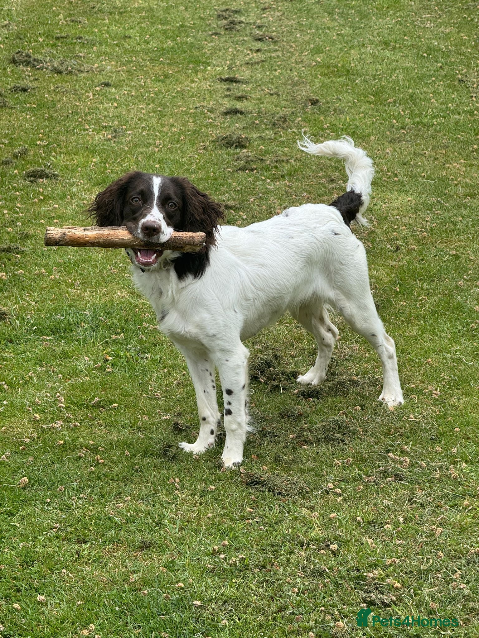 Sproodle dogs Sproodle 8 months old - Advert 1