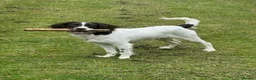 Sproodle dogs for sale: Sproodle 8 months old in Stoke-on-Trent - Advert 1
