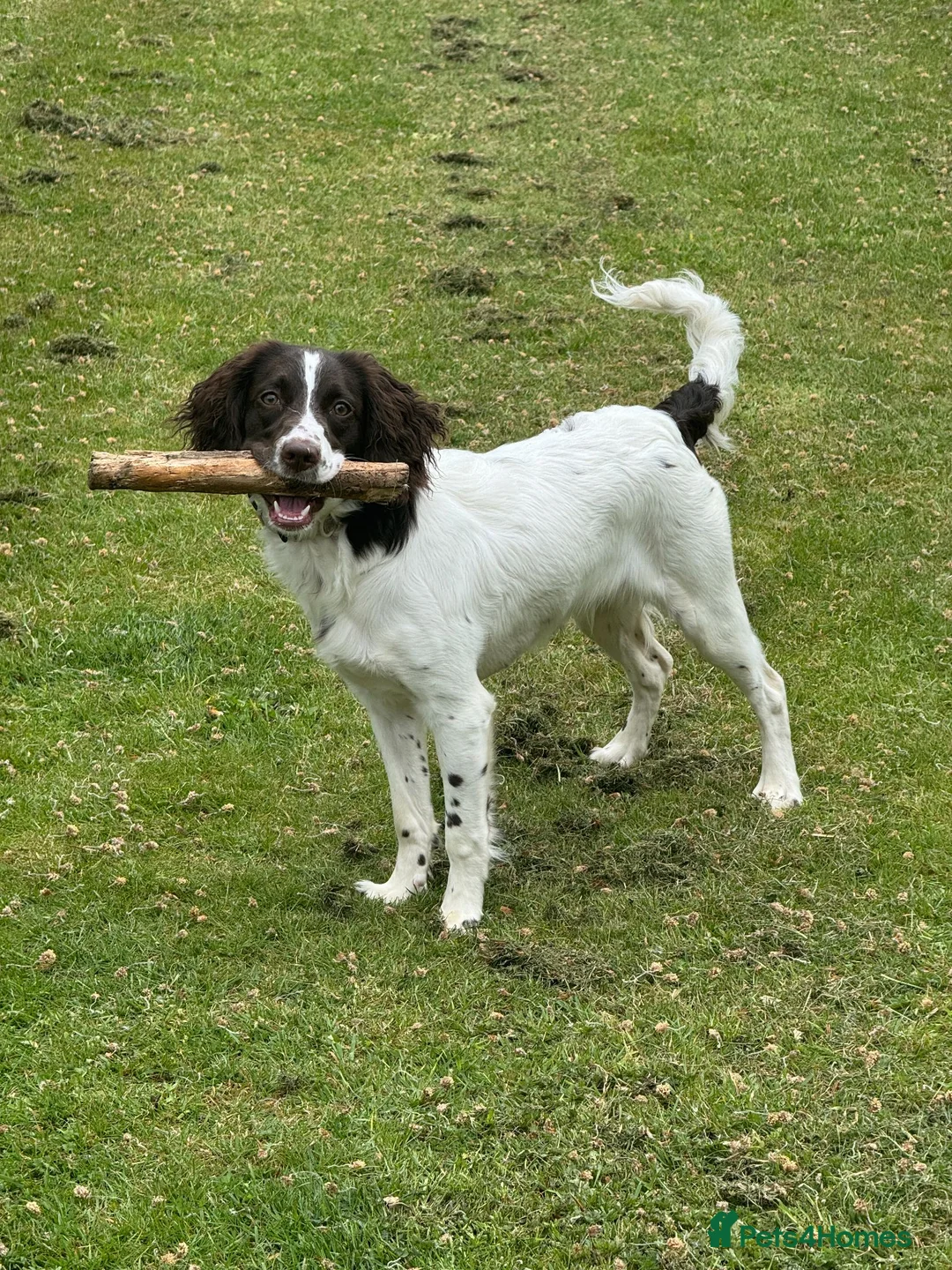 Sproodle dogs for sale: Sproodle 8 months old in Stoke-on-Trent - Advert 1